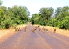 Kruger - Sixteen Baboons in Road.jpg