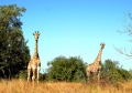 Kruger - Two Giraffes Looking.jpg