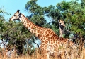 Kruger - Two Giraffes.jpg