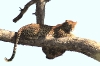 kruger-10-leopard-in-tree-enh-316.jpg