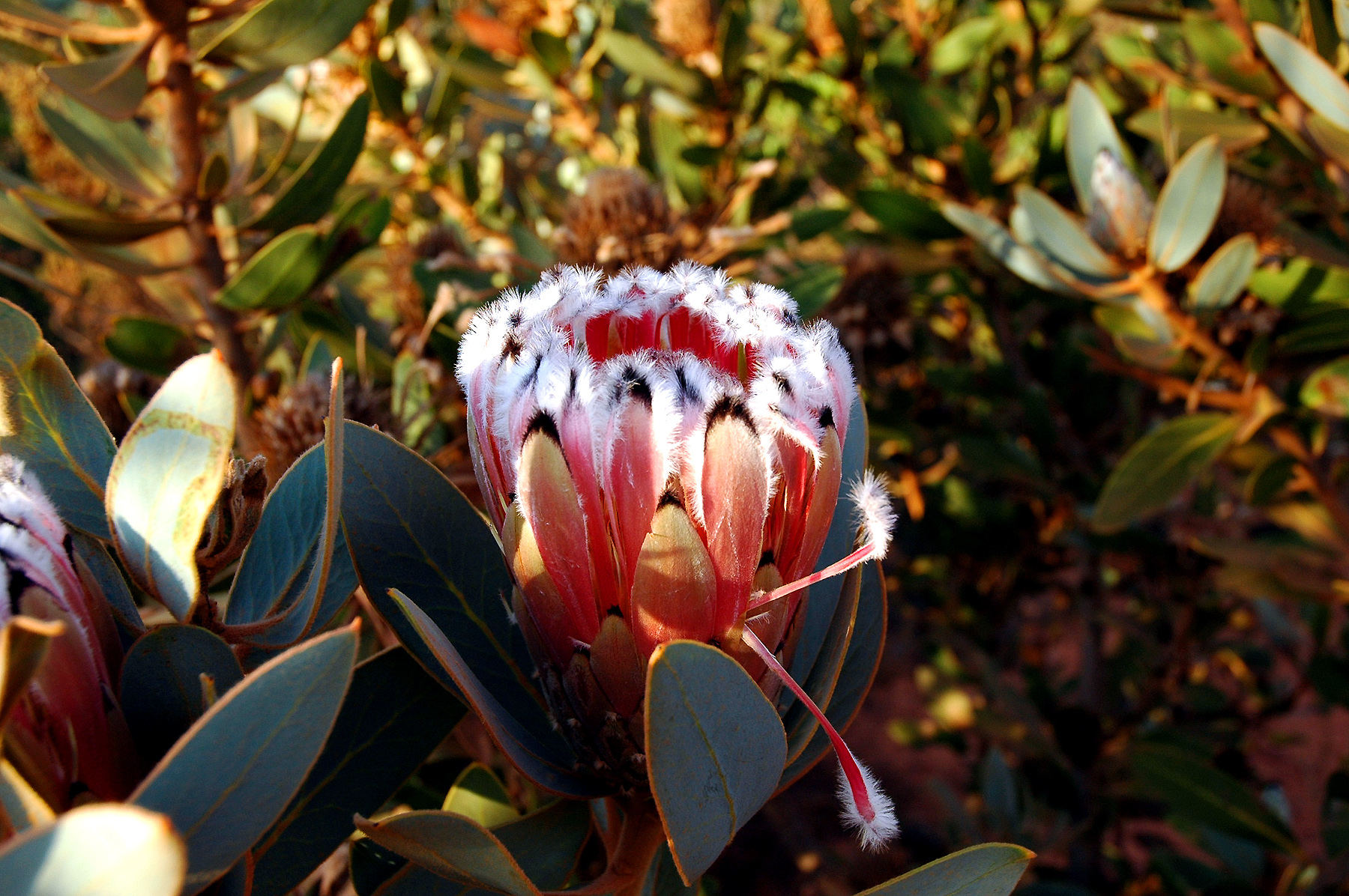 DSC_0114.JPG