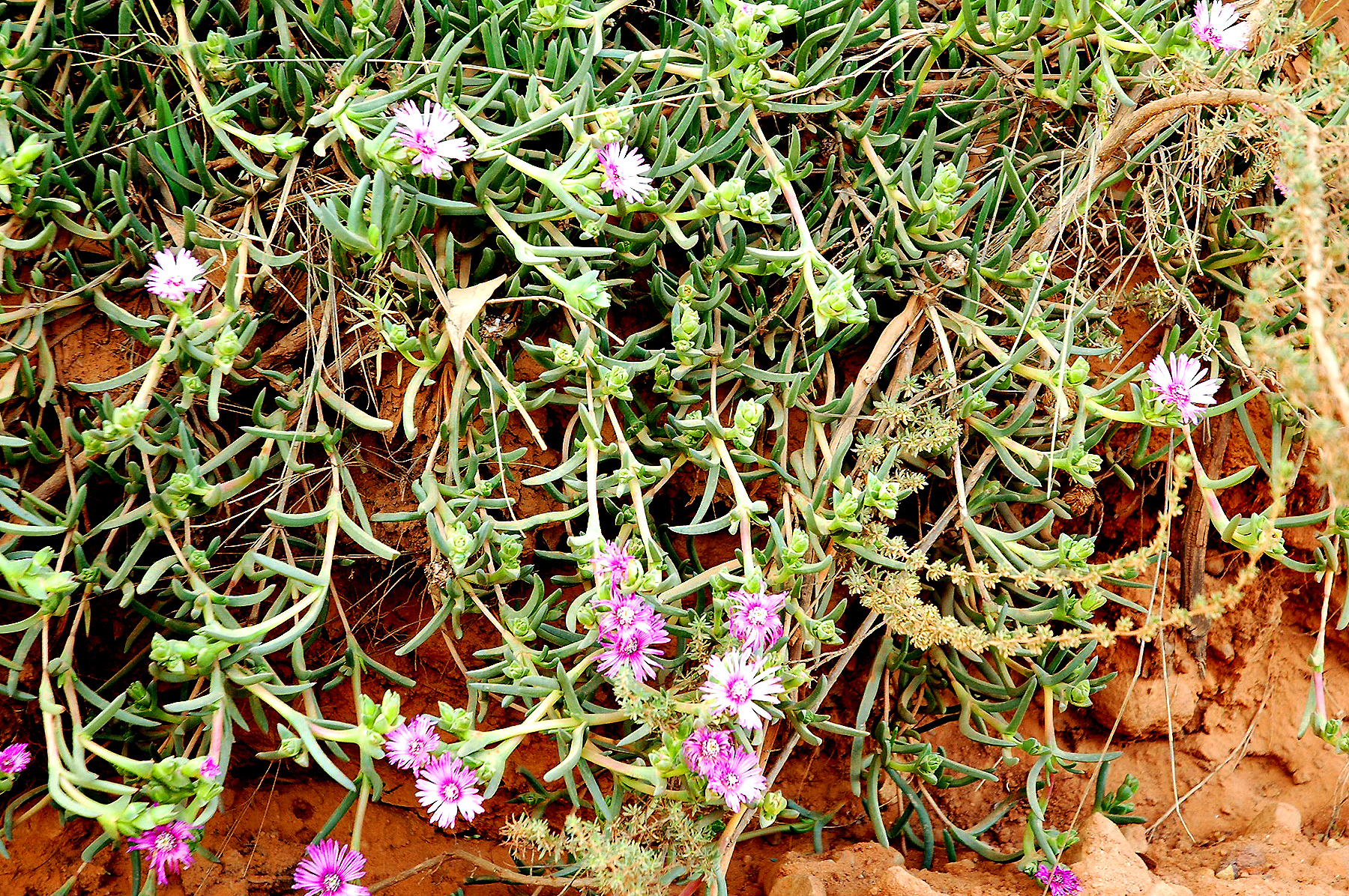 DSC_0117.JPG