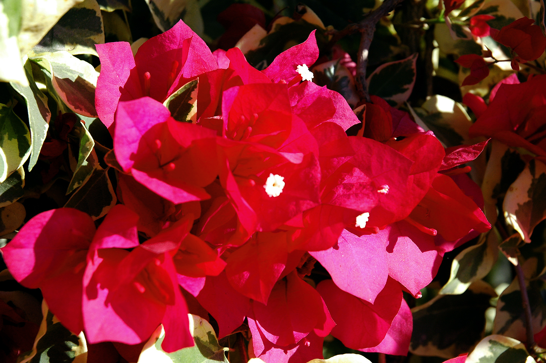 DSC_0185.JPG
