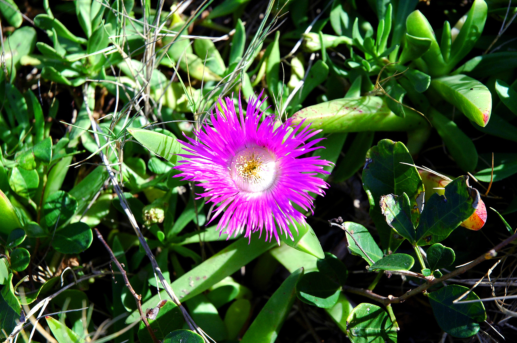 DSC_0244.JPG