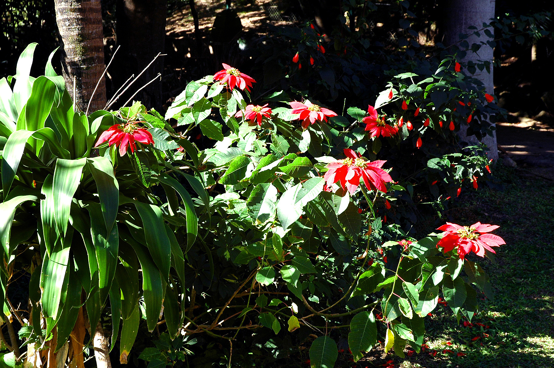 DSC_0248.JPG