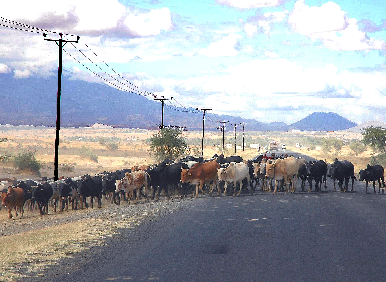 kilimanjaro-herd-of-cows-crossing-road-839.jpg