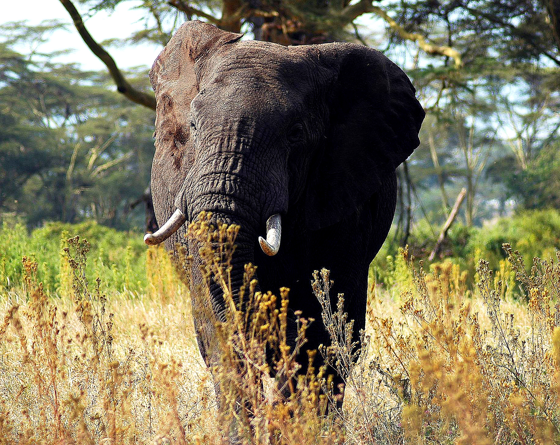 Ngoro-03.jpg