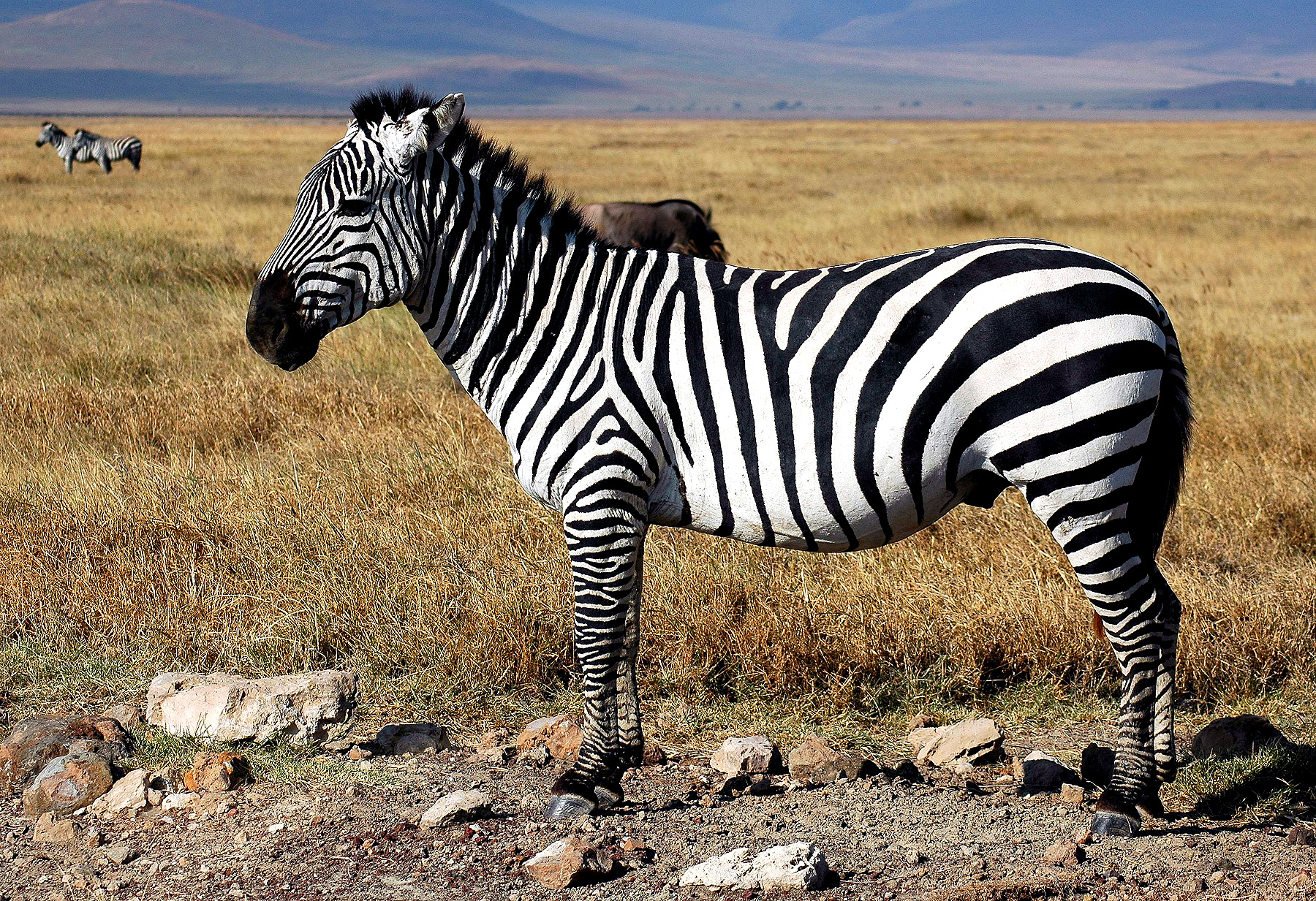 Ngoro-04.jpg