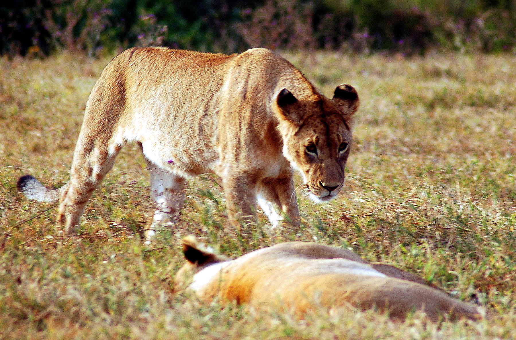 Ngoro-05.jpg