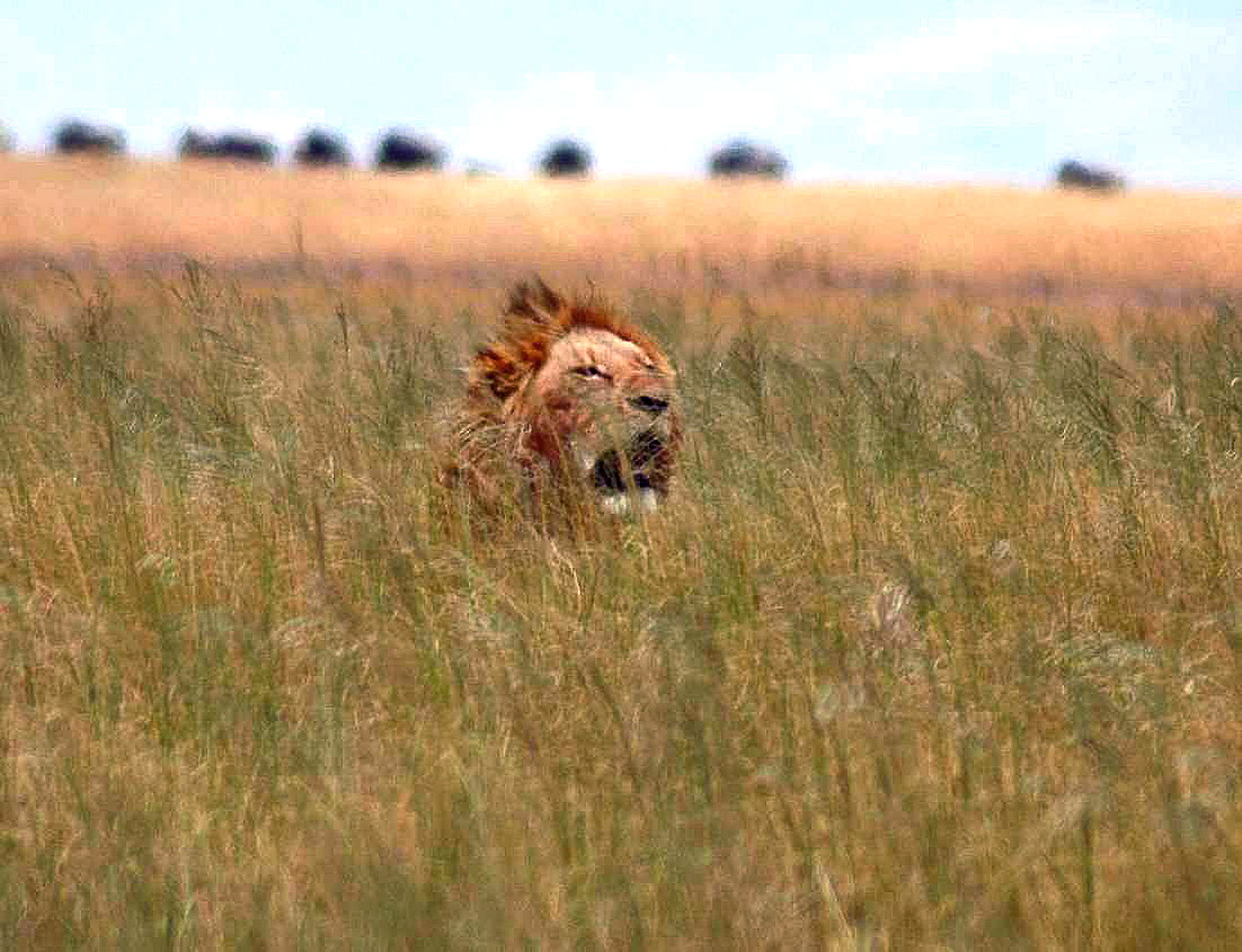 Ngoro-08.jpg