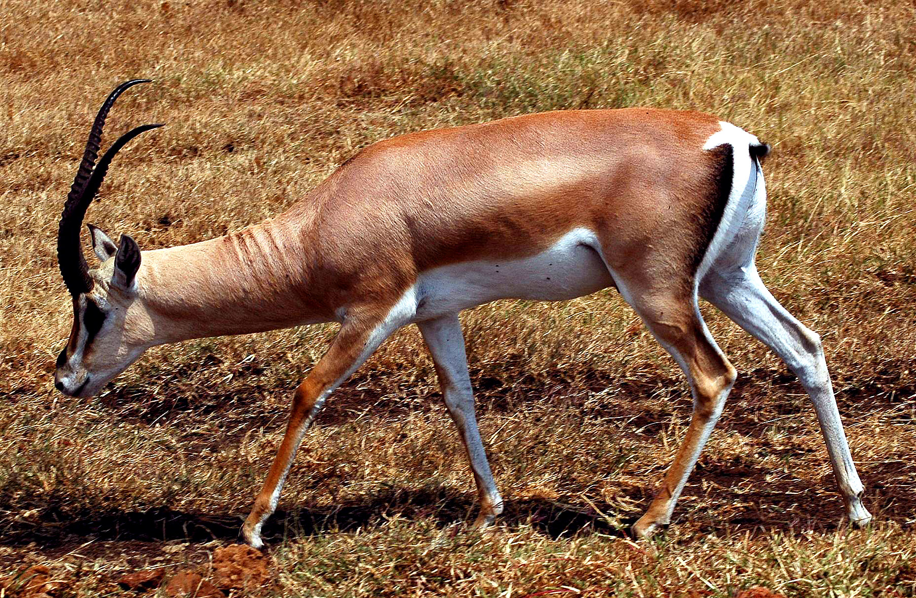 Ngoro-09.jpg