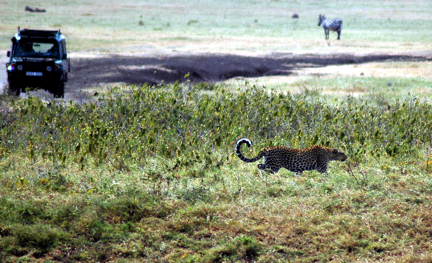 Ngoro-10.jpg