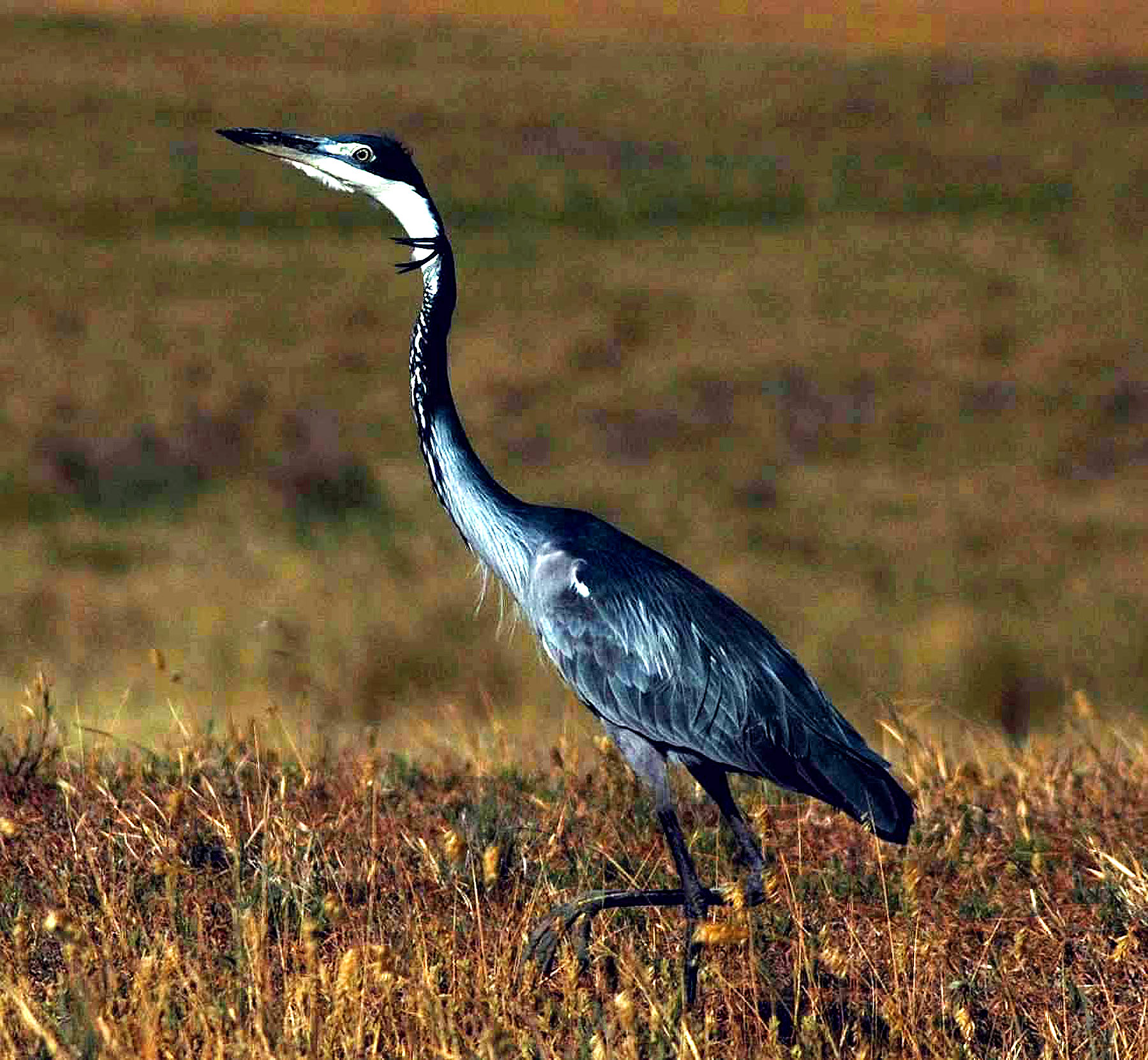 Ngoro-12.jpg