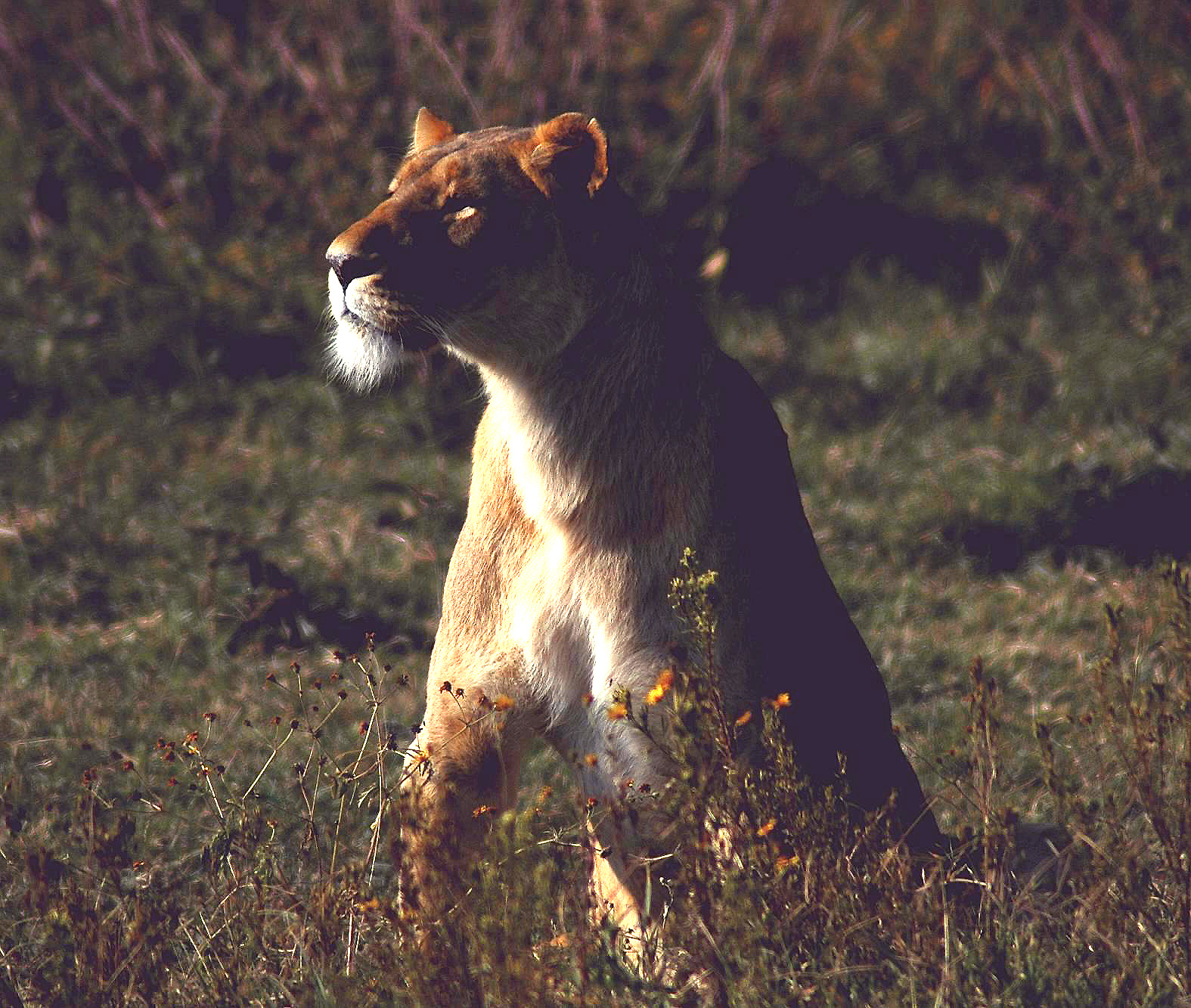 Ngoro-13.jpg