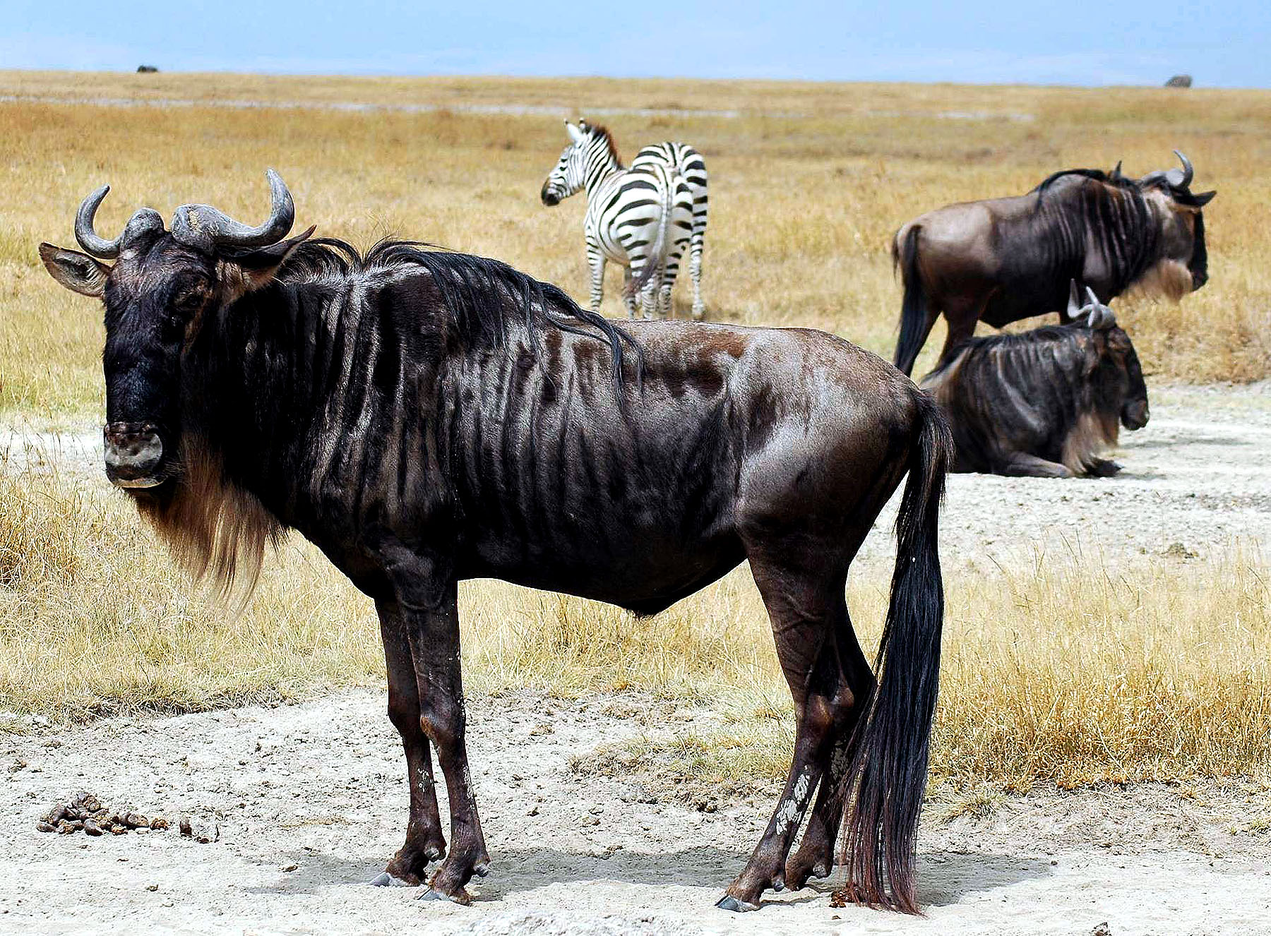 Ngoro-14.jpg