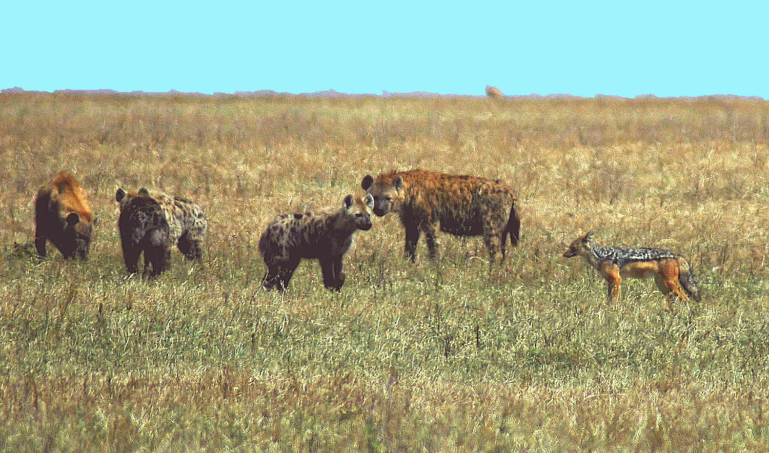 Ngoro-16.jpg