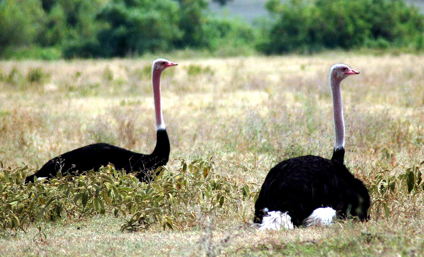 Ngoro-25.jpg