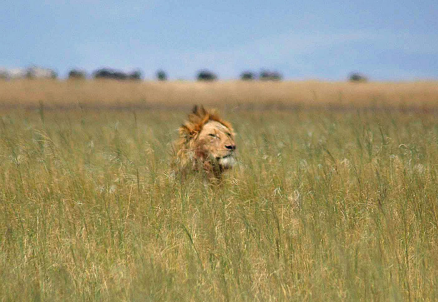 Ngoro-27.jpg
