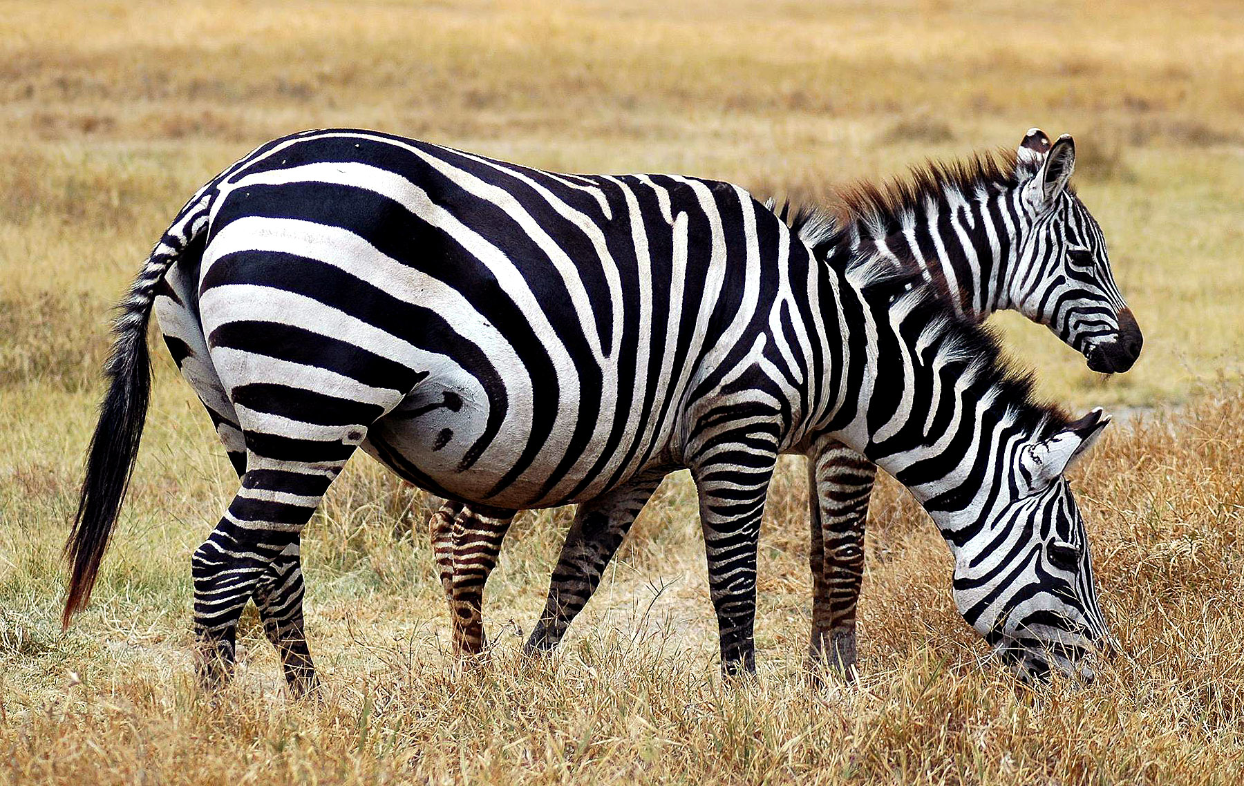 Ngoro-28.jpg