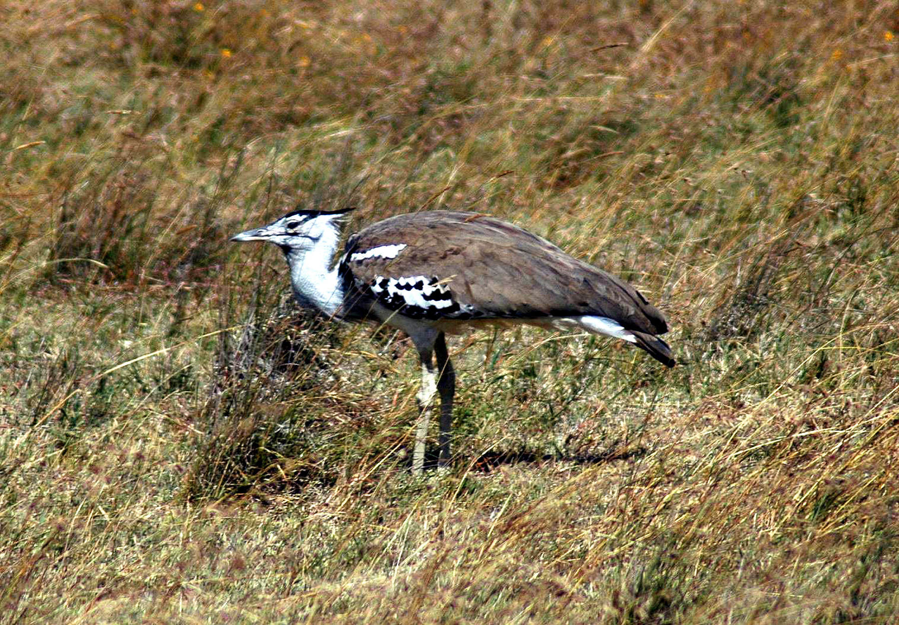 Ngoro-37.jpg
