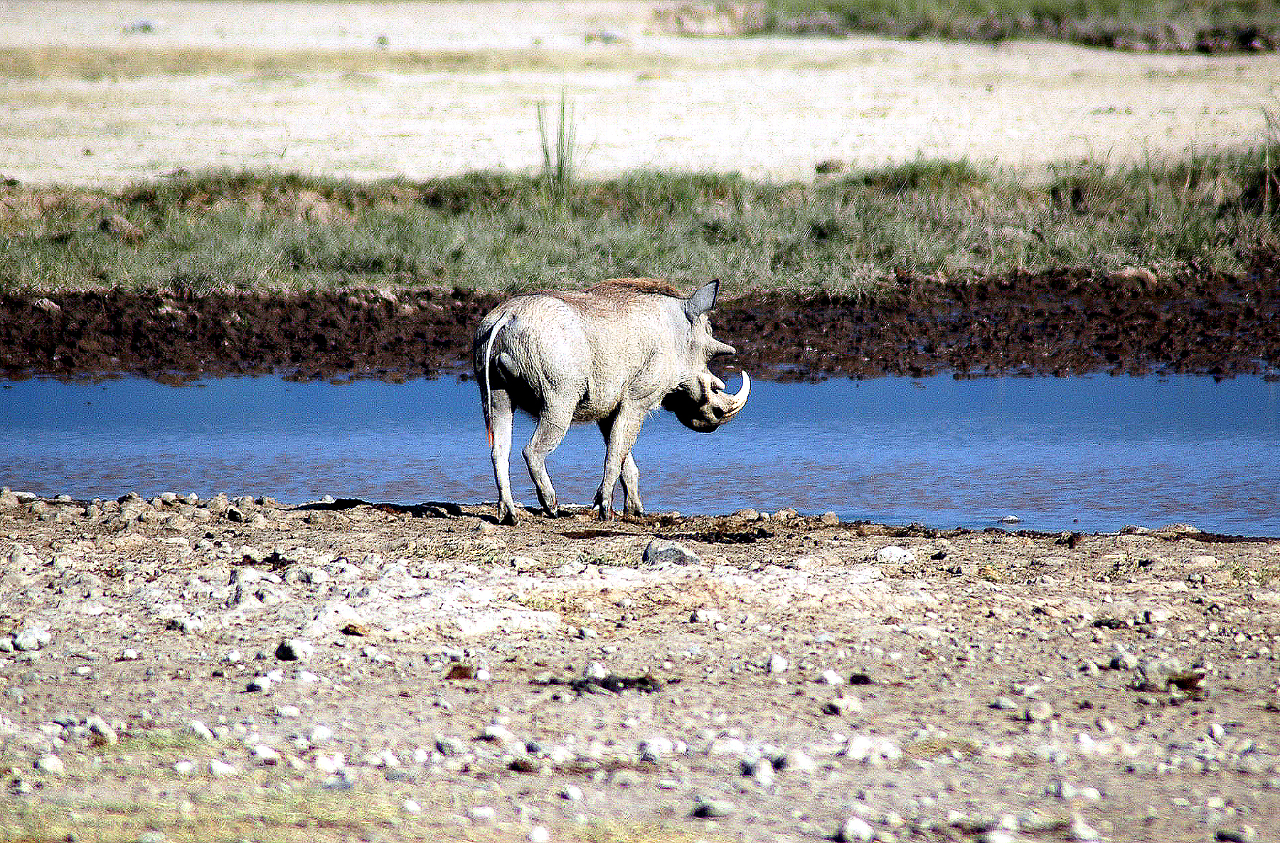 Ngoro-53 - Wart Hog Drinking-461.jpg