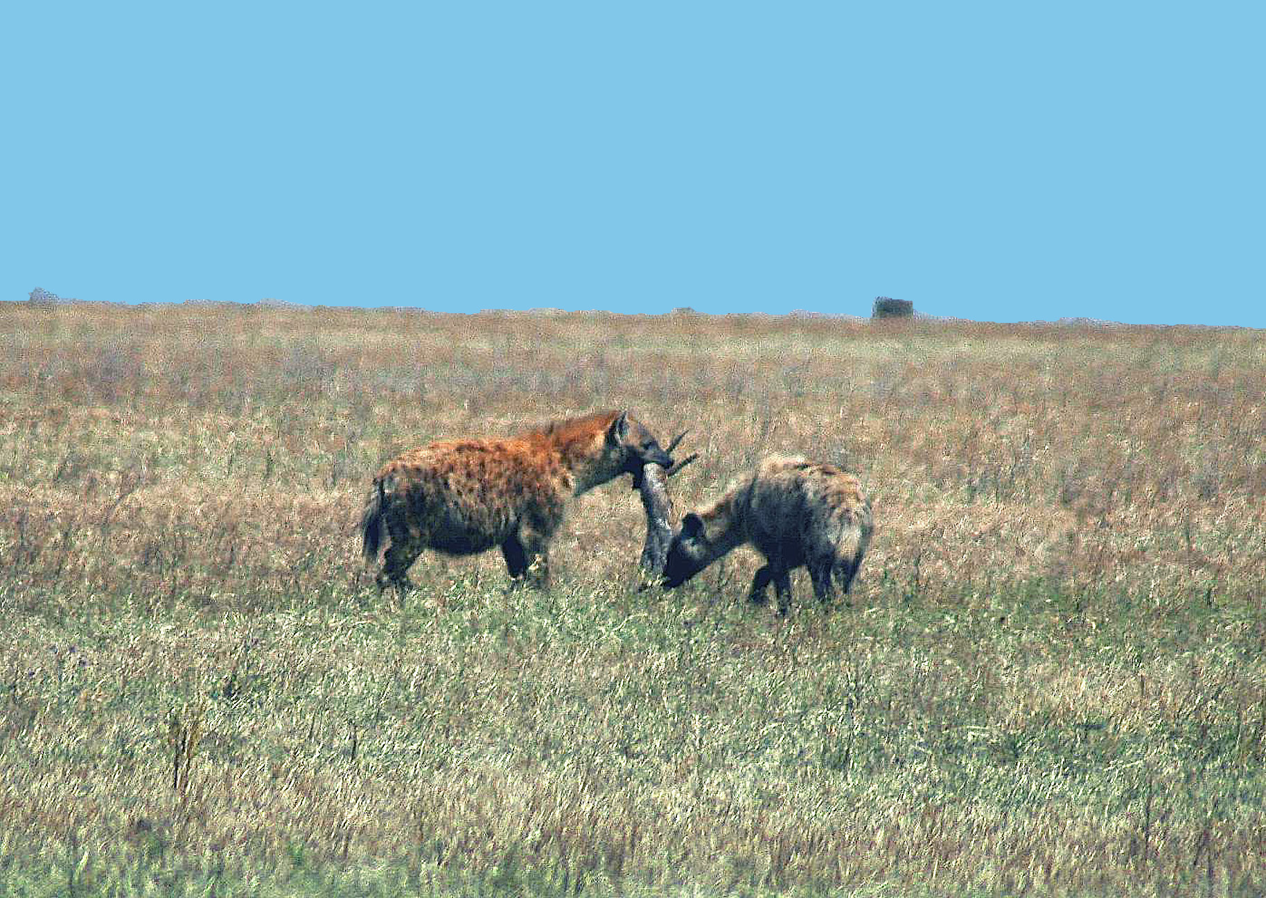 ngoro-22.jpg
