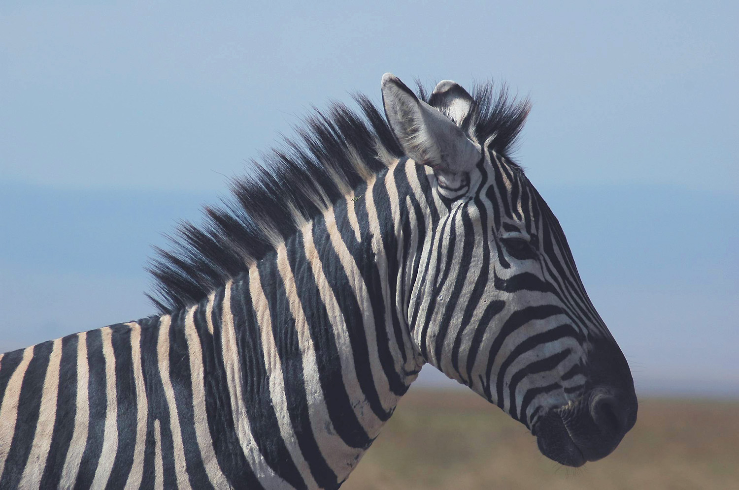 ngoro-23.jpg