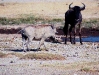 Ngoro-52 - Wart Hog and Wildebeest-459.jpg