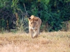Ngoro-54 - Lioness Advancing-481.jpg