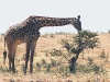 Ngoro-56 - Giraffe Eating Small Tree-522.jpg