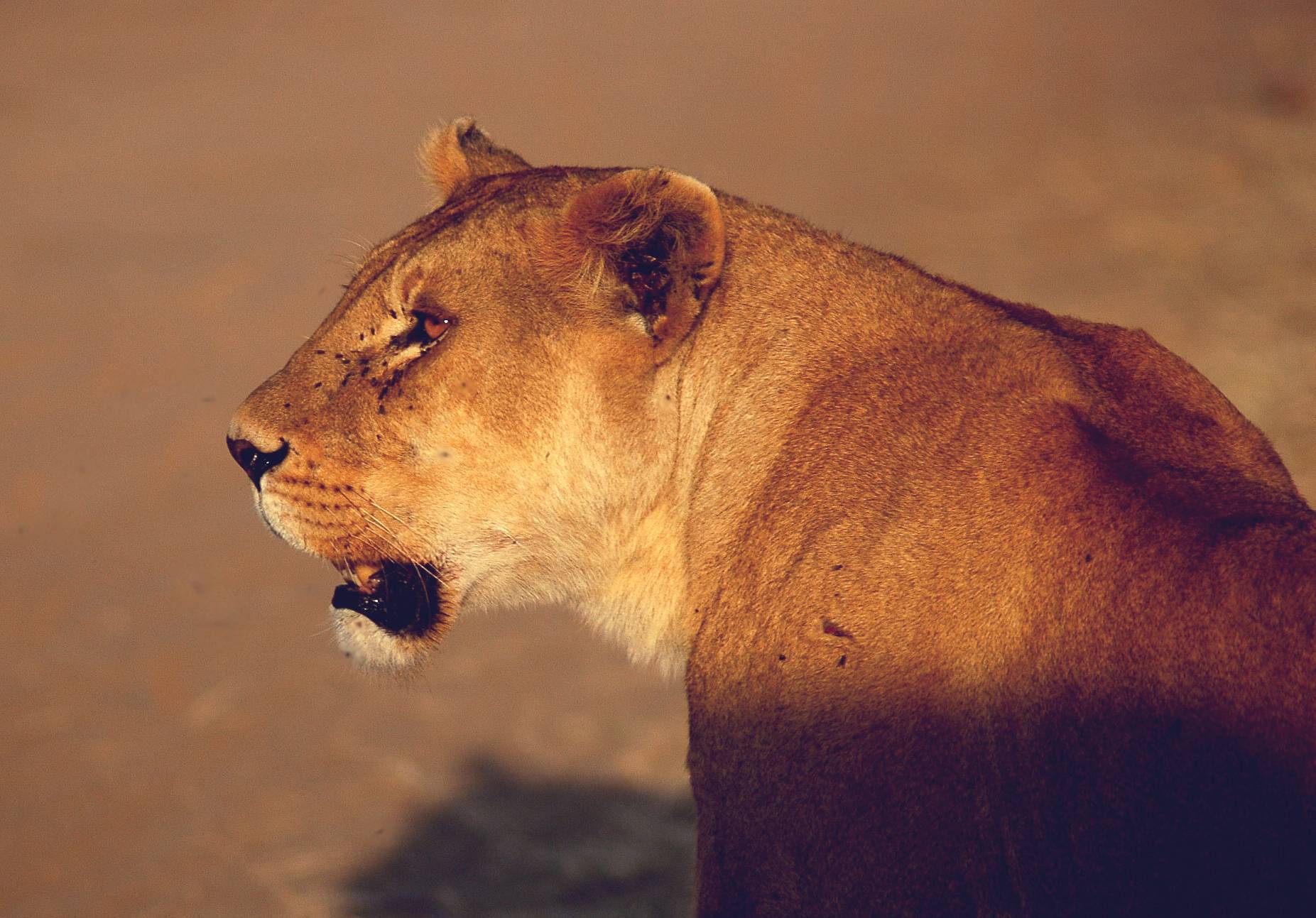 Serengeti-03.jpg