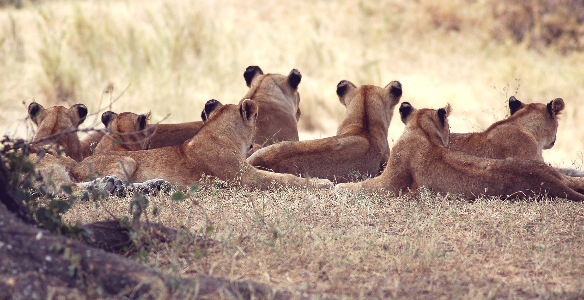 Serengeti-04.jpg