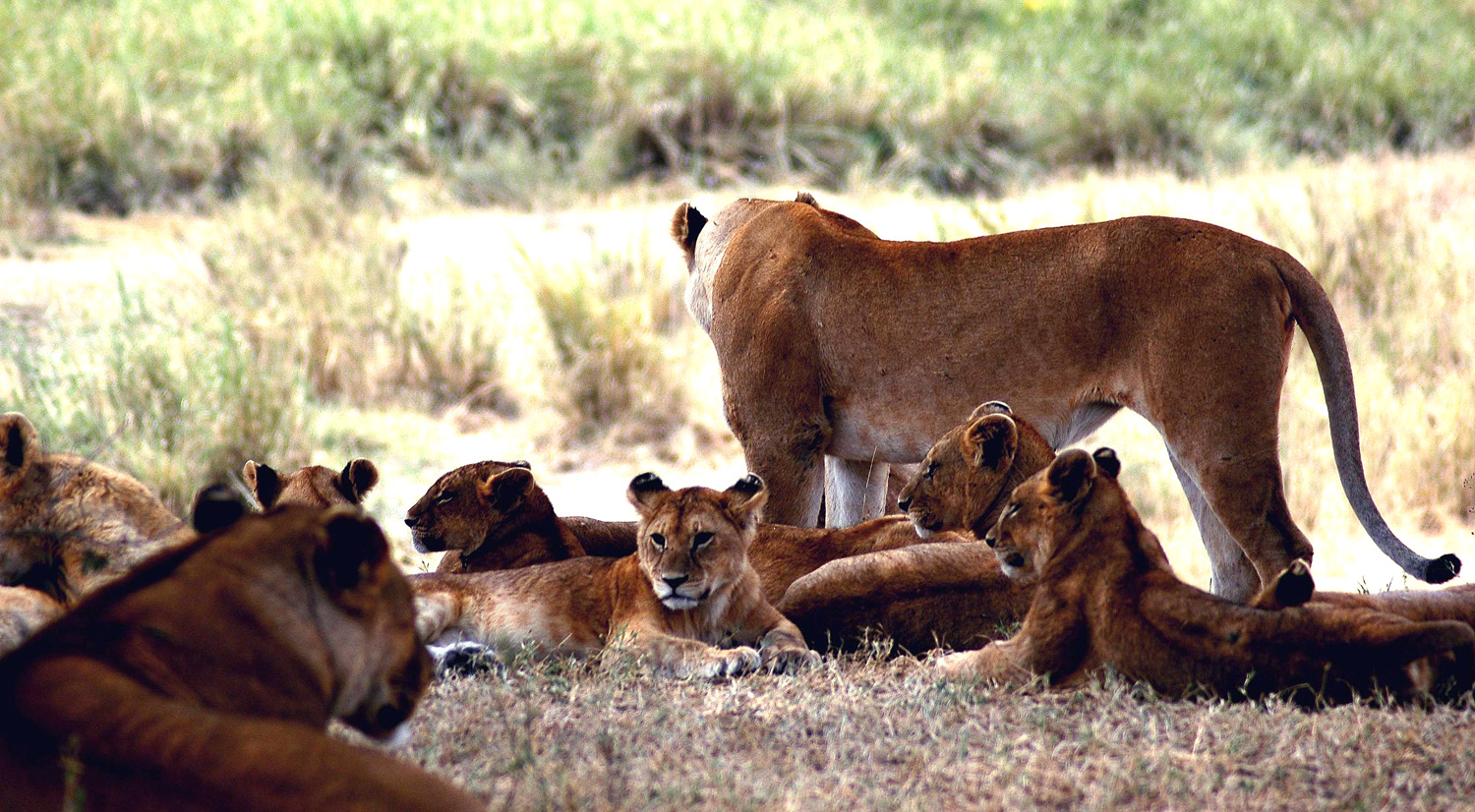 Serengeti-05.jpg