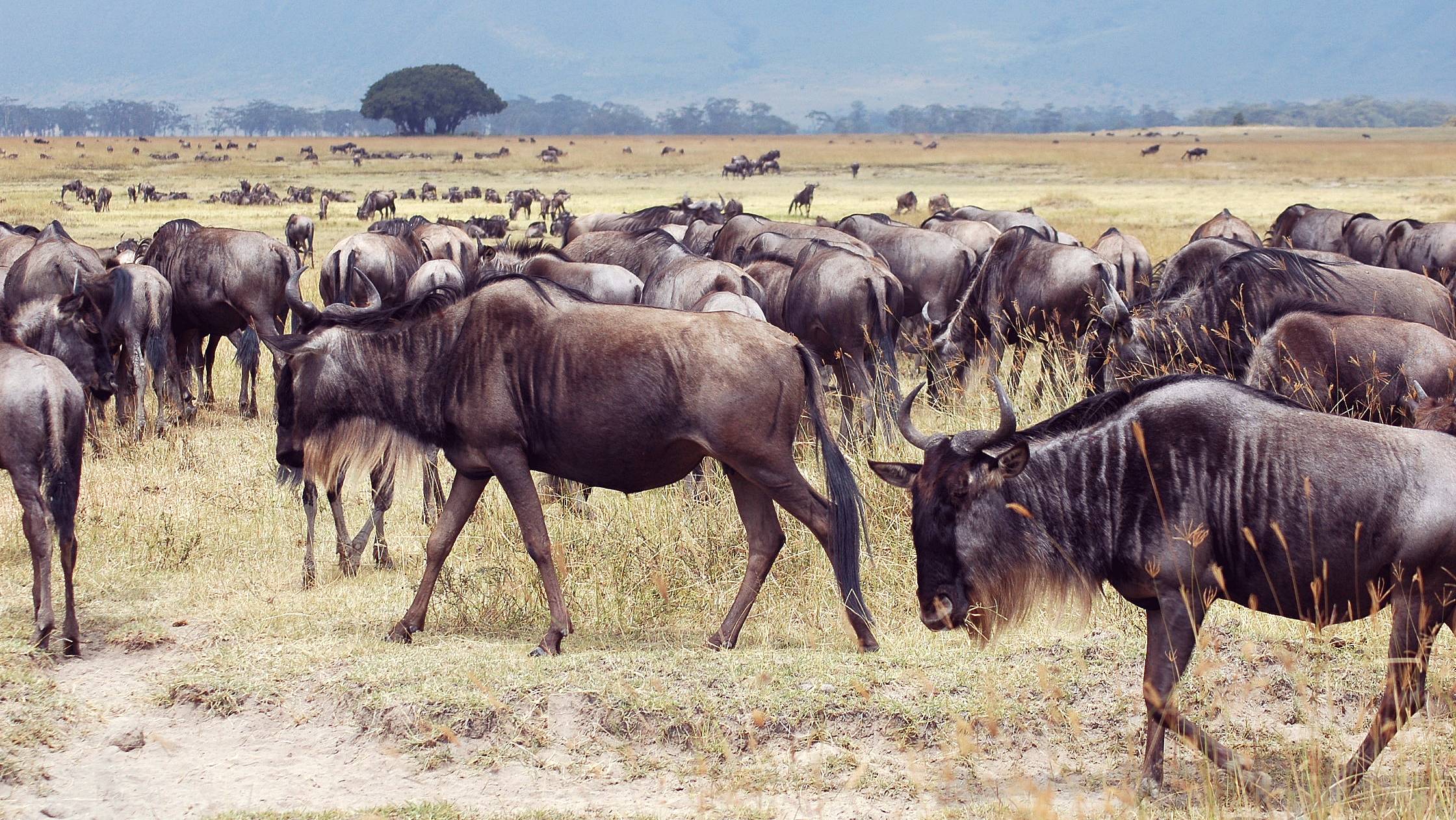 Serengeti-07.jpg