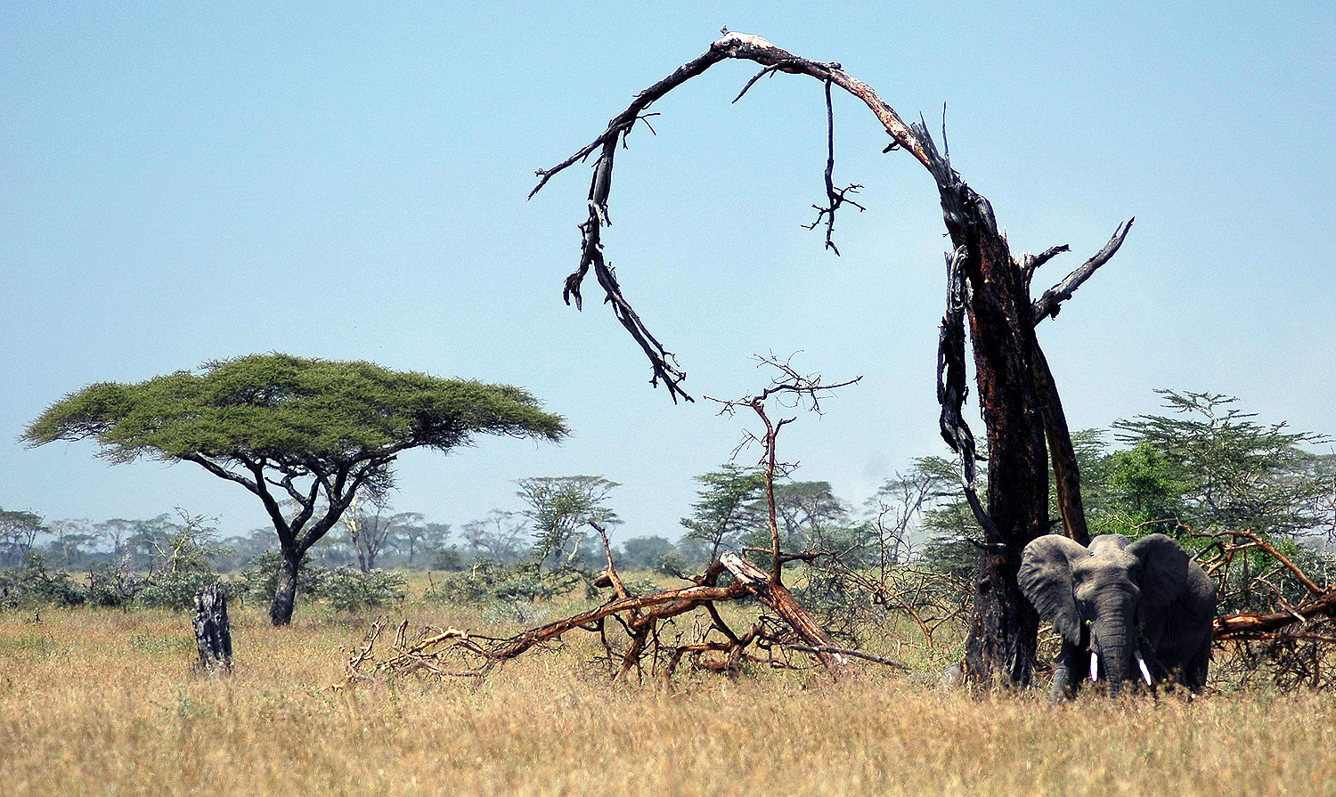 Serengeti-14.jpg