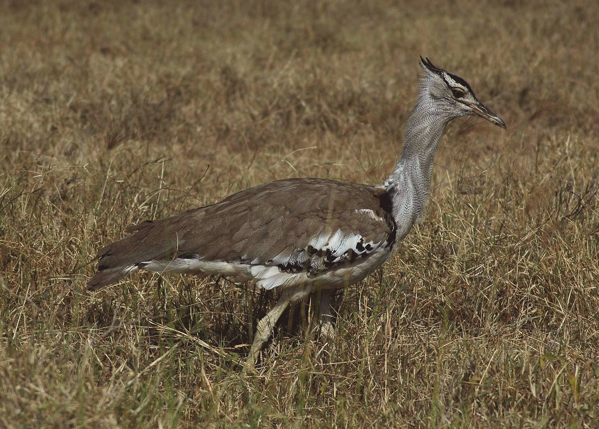 Serengeti-43.jpg