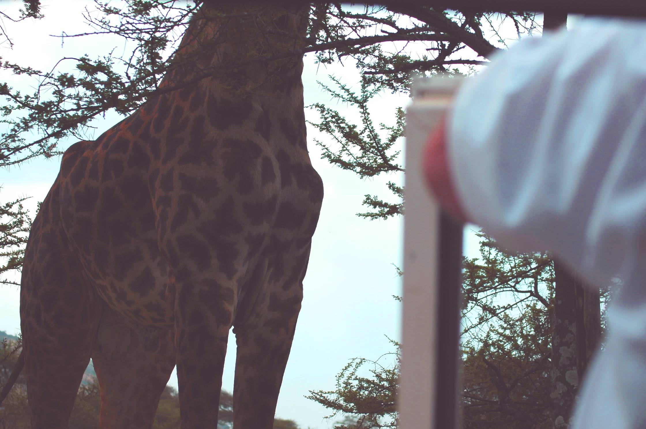 Serengeti-46.jpg