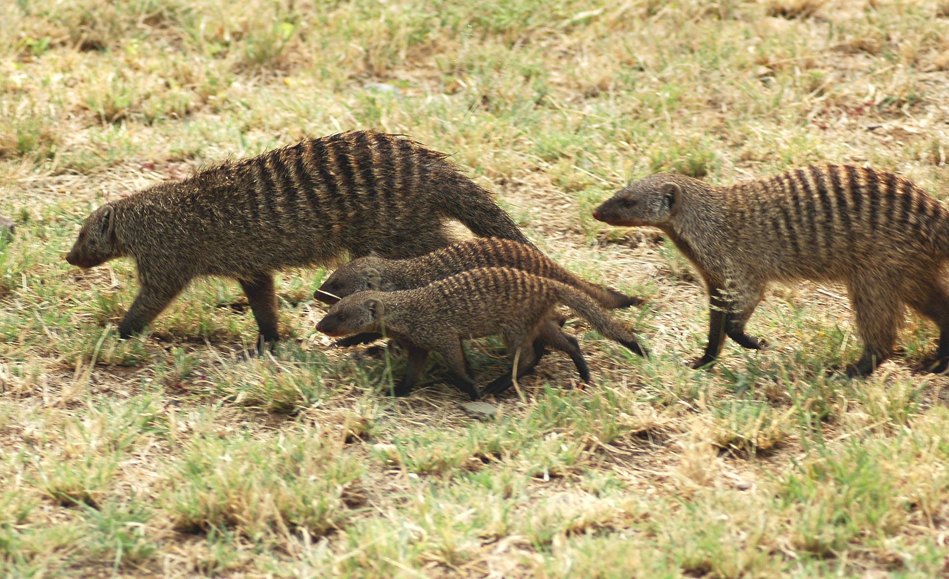 Serengeti-64.jpg