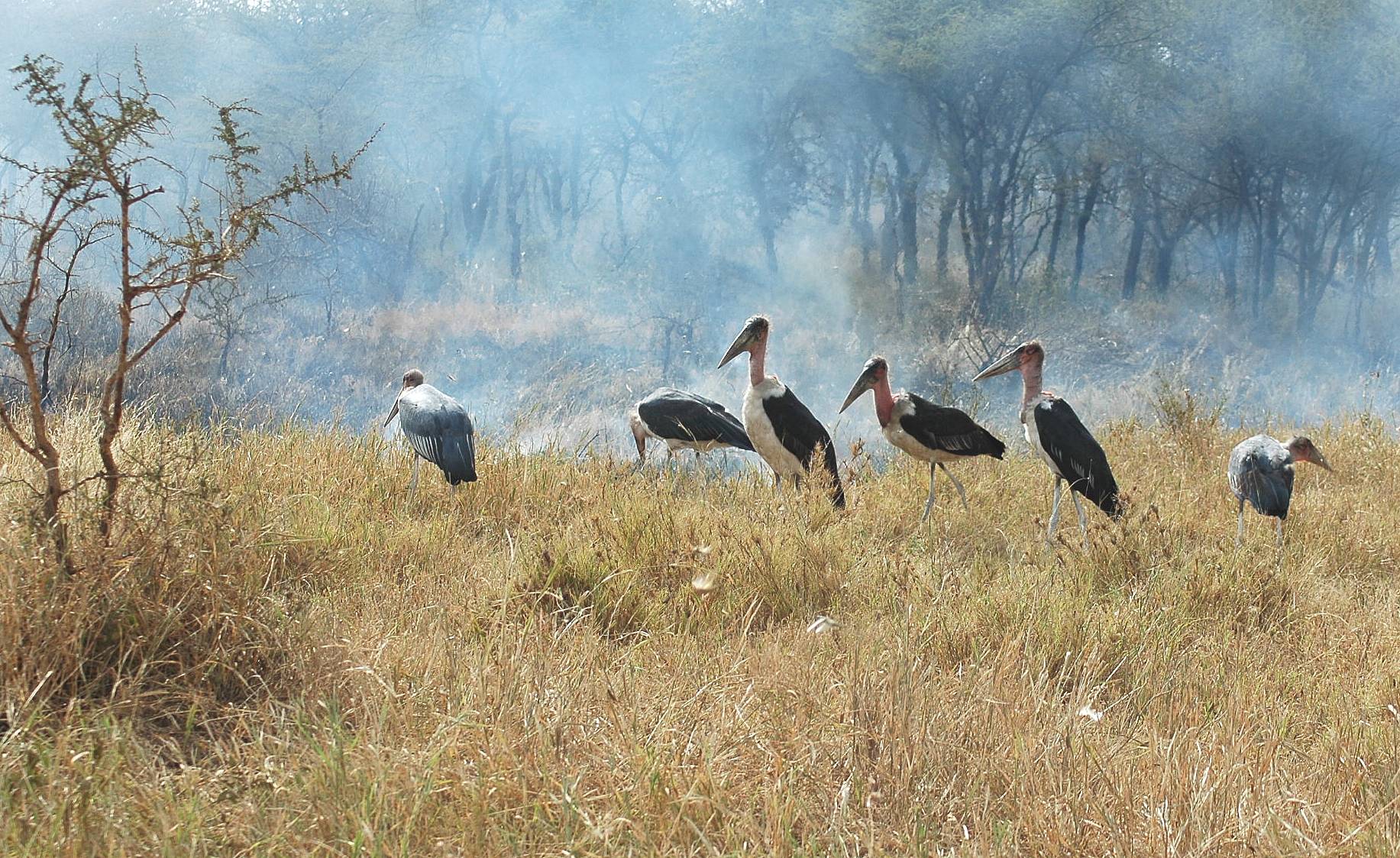 Serengeti-65.jpg