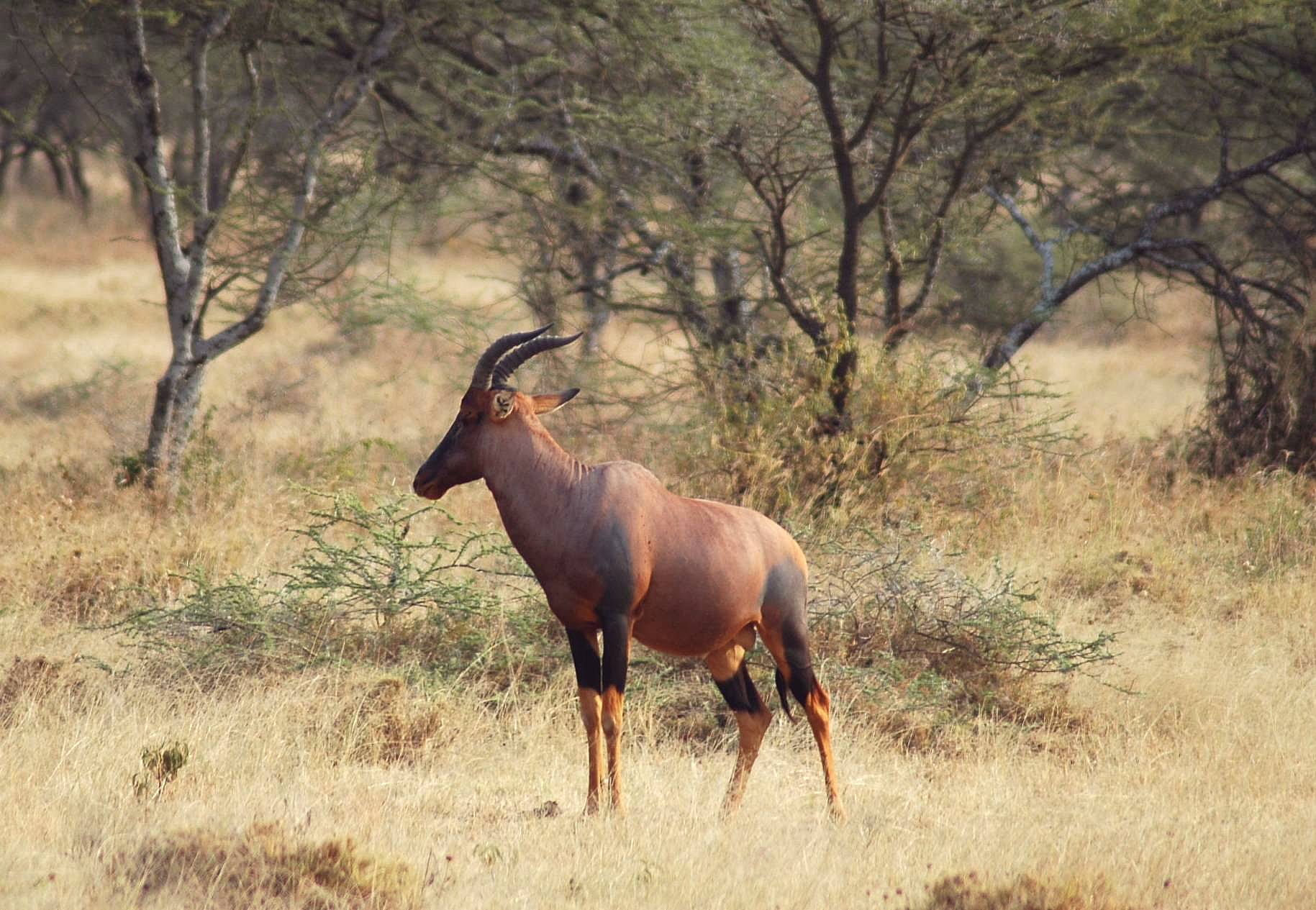 Serengeti-69.jpg