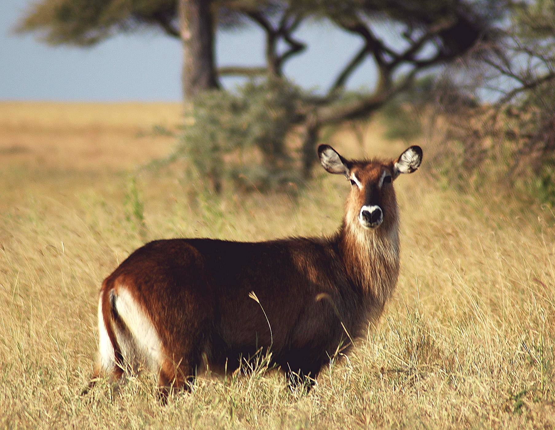 Serengeti-70.jpg