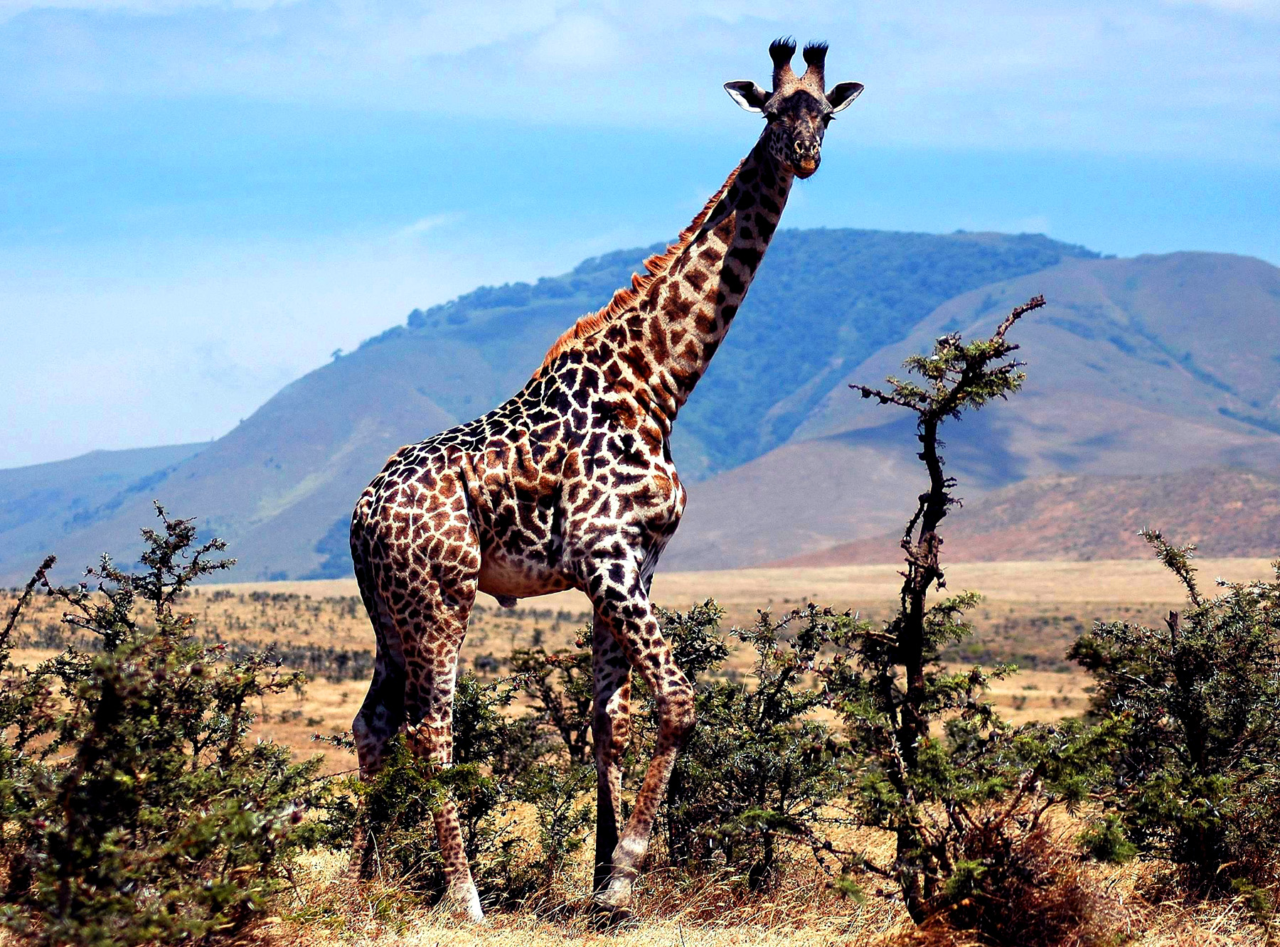 Serengeti-73.jpg