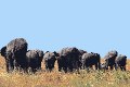 Serengeti - Elephant Family Walking Away.jpg