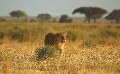 Serengeti - Female Lion Approahing - 621.jpg