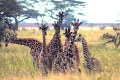 Serengeti - Seven Giraffes in a Group - 0571.jpg