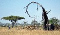 Serengeti-14.jpg