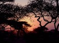 Serengeti-51.jpg