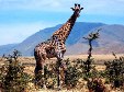 Serengeti-73.jpg