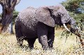 Serengeti-Elephant eating Cactus-653.jpg