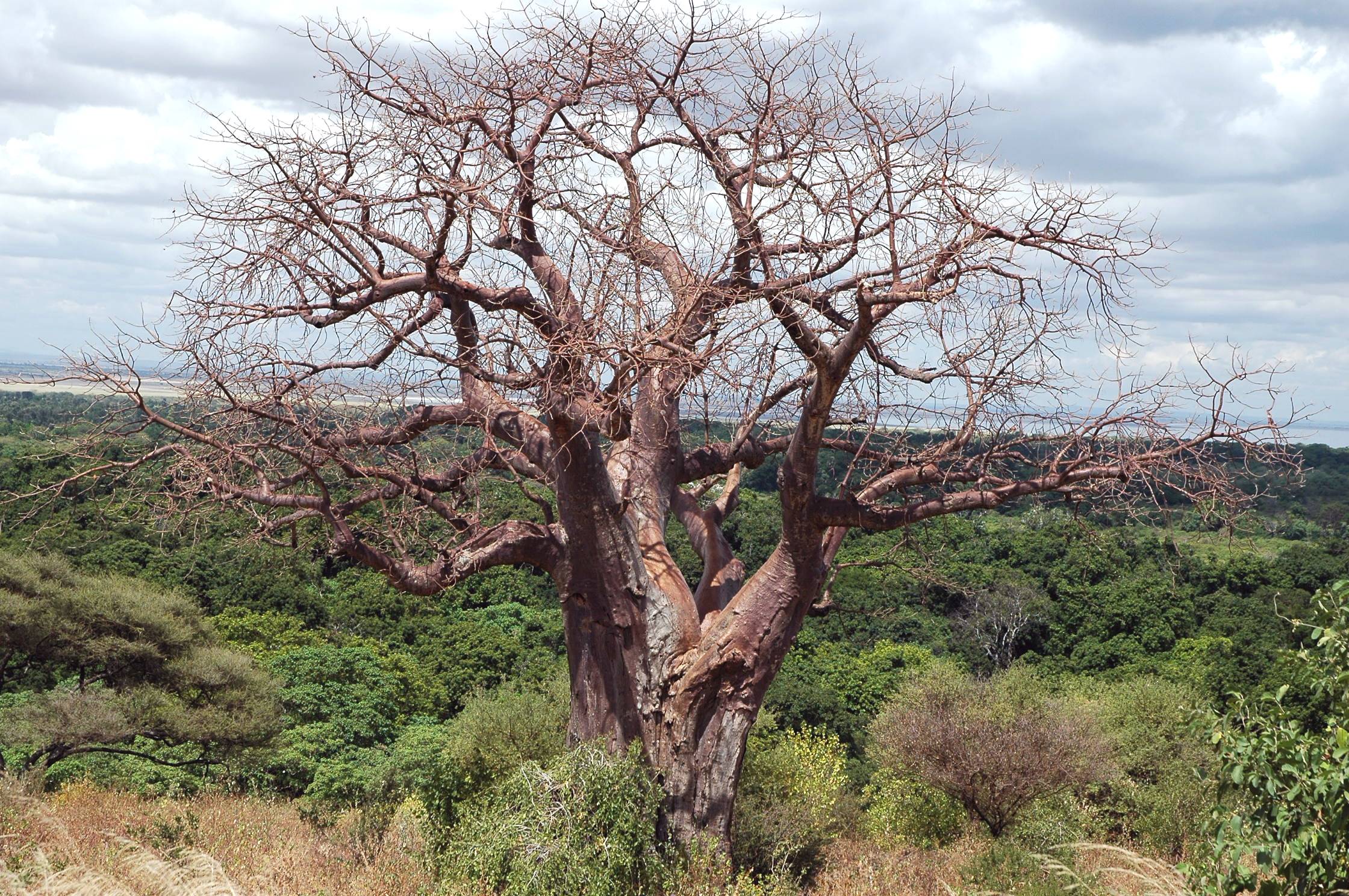 Manyara-15.jpg